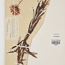 Image result for Berkheya zeyheri