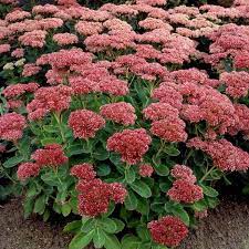 Sankthansurt hører til blandt de nemme planter i haven. Sankthansurt Sedum Telephium Herbstfreude