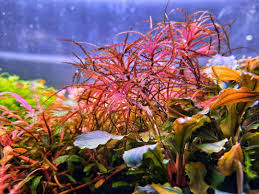 Image result for Najas