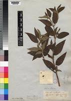 Image result for Dissotis multiflora