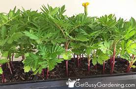 Plants grown under the consistent, bright fluorescent lights of a light garden, on the other hand, will have strong, stocky stems that will adapt better once they're transplanted into the garden. Lighting For Seedlings A Beginner S Guide To Grow Lights For Seedlings