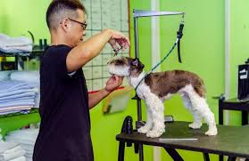 The black puppy costs on snow miniature schnauzer. Popular Hot Mild Weather Dog Grooming Styles For Schnauzers Pets In The City Oahu Hawaii