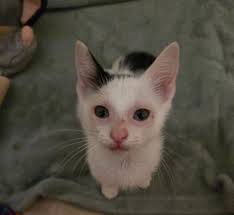 Rehoming mom cat and kittens in Fairmount, GA