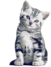 Résultat de recherche d'images pour "gif animé chat"