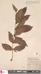 Image result for Tricalysia pallens