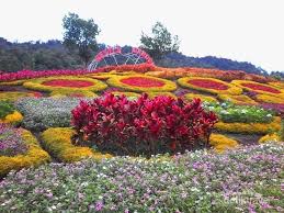 Selain di indonesia bunga rose juga ada terkenal di beberapa negara di dunia diantaranya amerika selatan, eropa dan afrika.untuk keindahan warna biru pada kelopak bunga ini menunjukkan bunga ini seperti bunga surga. Ini Nih Taman Bunga Yang Lagi Hits Di Jambi
