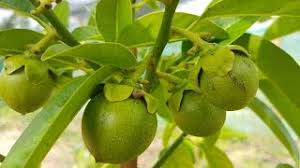We did not find results for: The Chocolate Pudding Fruit Tree Black Sapote Eatyourbackyard Thewikihow