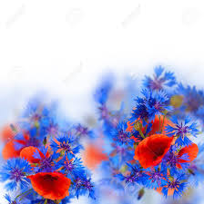 Maybe you would like to learn more about one of these? Red Poppy And Blue Corn Flowers On White Background Stock Photo Picture And Royalty Free Image Image 18116389