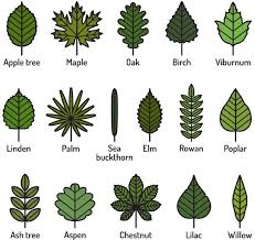 Watercolor painting leaf botanical illustration botany illustration, watercolor leaves, swiss cheese plant. Leaves Come In All Shapes And Sizes Earth Rangers Where Kids Go To Save Animals