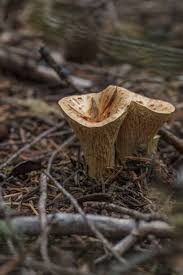 Image result for Gonatopus clavatus