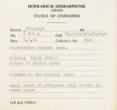 Image result for Hippocratea goetzei