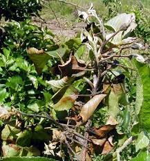 Download the perfect dying flower pictures. Scouting For Blossom Blight Symptoms Of Fire Blight In Apples Msu Extension