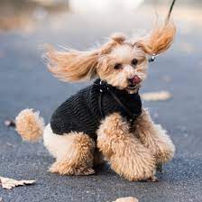 Welche haustiere für allergiker geeignet sind. Die Top 9 Hunde Fur Allergiker Holidogtimes