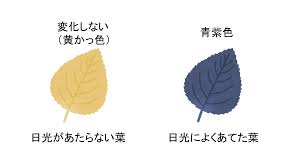 中学受験の理科 植物の光合成実験の手順 中学受験 理科 偏差値アップの勉強法