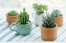 We now take a look at some unconventional arrangements that are perfect for the gardener who wants to be a true original! 11 Adorable Mini Succulents Uses Growing Tips Proflowers Blog