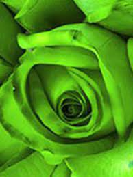 At artranked.com find thousands of paintings categorized into thousands of lime green painting of flowers original acrylic on by amborela. Lime Green Flowers Bright Green Flowers For Sale Flower Explosion