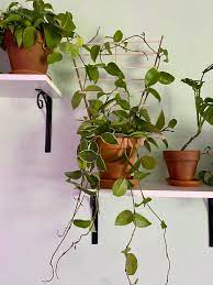 Hoya is an evergreen climber suitable for the conservatory. I Made A Mini Trellis For My Krimson Queen Houseplants