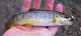 Winter Small Creek Fly Fishing Abingdon Outdoors