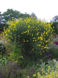 Image result for Spartium