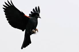 Black Bird With Red Spots On Neck Google Image Result For Http Www Grahamowengallery Com Photography Birds 2010 Birds Red Winged Blackbird Jpg Black Bird Bird Photography Big Rangoli Designs