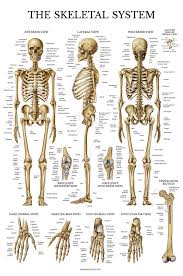 Lessons on the skeletal system (upper limb, lower limb, skull, vertebrae, rib, and sternum bones). Laminated Skeletal System Poster Human Skeleton Chart 18 X 27 Vertical Layout Books Amazon Ca