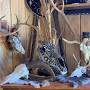 Addicted To Racks Taxidermy from m.facebook.com