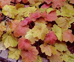 Image result for heuchera americana