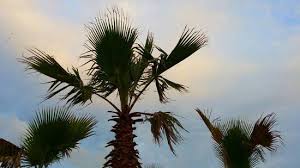 If living in zone 7b and higher, there are several cold hardy palms that will suit your needs. Palm Trees Picture Of Snug Harbor Marina And Cottages Chincoteague Island Tripadvisor