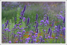 Agastache Serpentine Garden Border Plants Flower Field Plant Combinations