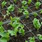 Gardening Basics – Introduction to Gardening and Seeds event image