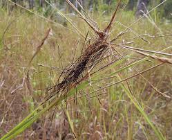 Image result for Heteropogon
