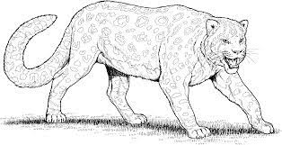 Printable zen tangle head of leopard for adult coloring page. Kawaii Snow Leopard Coloring Page Novocom Top