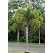 Image result for Wodyetia bifurcata