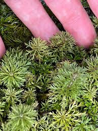 Image result for Limnophila ceratophylloides