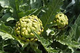 The jerusalem artichoke (helianthus tuberosus), also called sunroot, sunchoke, wild sunflower, topinambur, or earth apple, is a species of sunflower native to central north america. How To Plant And Grow Artichokes