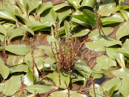 Image result for Pleurolobus salicifolius