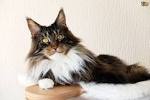The 10 Most Popular Cat Breeds - Catster