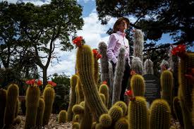 How to propagate cactus plants and cactus pups. Royal Botanic Gardens In Melbourne Unveils New Cactus Collection