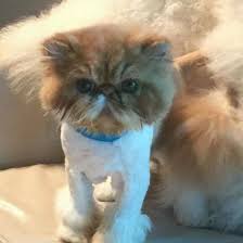 Professional cat grooming services with exceptional results. Lion Cuts In Home Cat Grooming 18 Photos Pet Service Brookhaven Ga