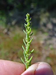 Image result for Suaeda plumosa
