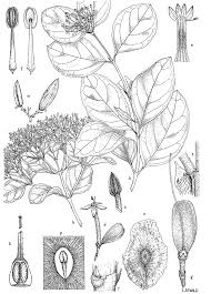 Image result for Usteria guineensis