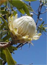 Image result for Protea gaguedi