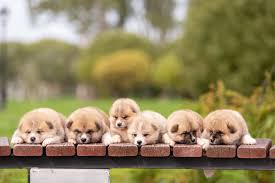 You will find akita fur everywhere and they would. How Big Do Akitas Get Puppy Growth Chart And Faq
