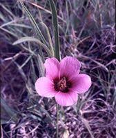Image result for Hibiscus malacospermus