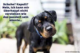 Wer ist der brave wachtermann der knochen frisst und bellen kann? Rottweiler Zitate Und Spruche Rottweiler De