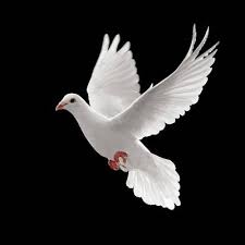 2,866 likes · 15 talking about this · 2,935 were here. Golubica Bela On Twitter