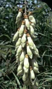 Image result for Mucuna poggei