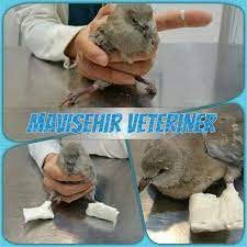 ayaklari dogustan kivrik ve basma fonksiyonunu yerine getiremeyen ayakta duramayan yabani kumru yavrusuna uygun atelle tedavi duzelince o d veterinerler yerler