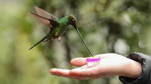 The flowers themselves are large and the tiny hummingbird almost disappears inside. Hand Feeding Hummingbirds You Can Do It But Should You The New York Times