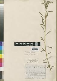 Image result for Kotschya africana